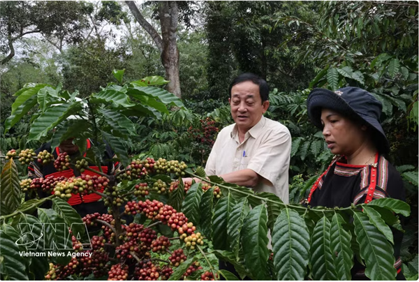 Forum mondial du patrimoine du café 2026 : le Vietnam affirme son identité caféière
