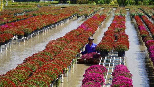 Sa Dec – A Thriving City Along the Sa Giang River