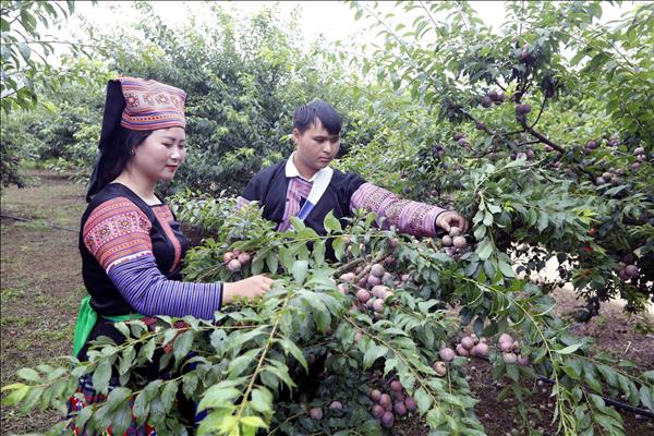 Xây dựng thương hiệu mận hậu Lóng Phiêng ngày càng vươn xa