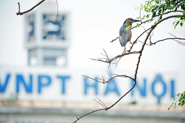 Dat Lanh Chim Dau - Wild Birds Settle at Hoan Kiem Lake