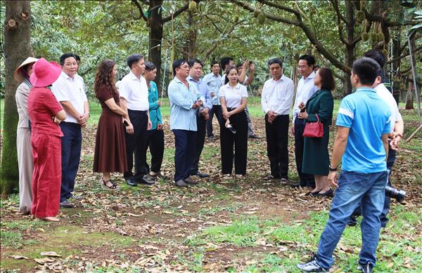 Đồng Nai kết nối doanh nghiệp – mở lối bền vững cho sầu riêng