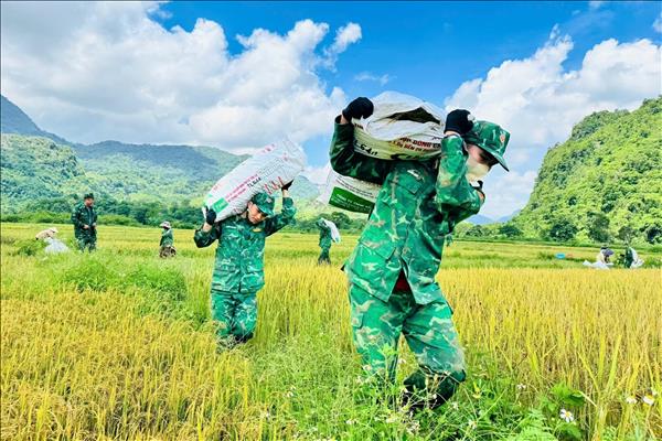 Mùa vàng thắm tình quân dân