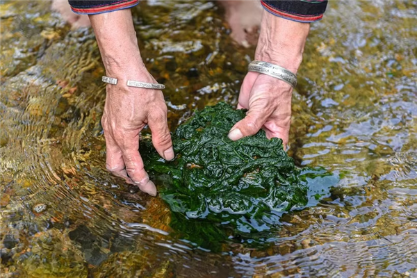 循着宣光省春江溪水 寻访石苔香味