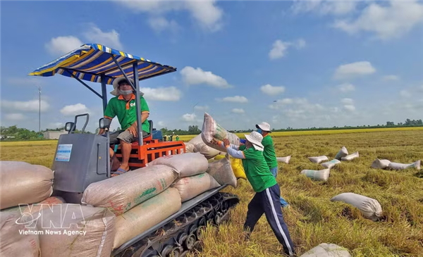 Precios del arroz vietnamita repuntan tras un año de caídas