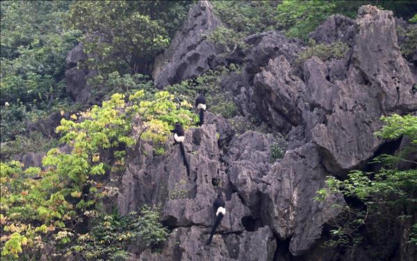 Ninh Bình nỗ lực bảo tồn loài Voọc mông trắng