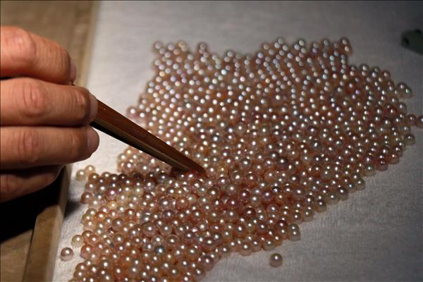 Pearl Farming Delivers Strong Returns for Ninh Binh Farmers
