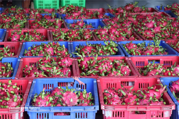 稳住越南火龙果欧盟市场准入资格