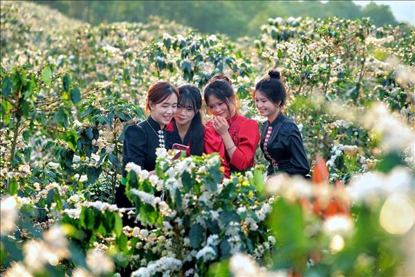 Son La Blooms During Coffee Blossom Season