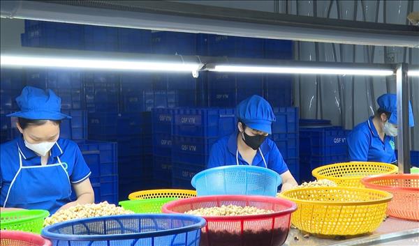 Doanh nghiệp ngành điều chật vật trước áp lực giá nguyên liệu tăng