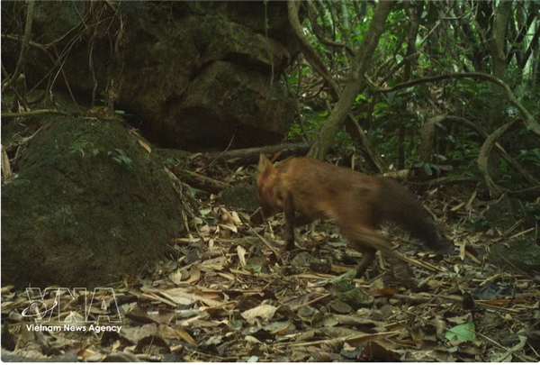 Première réapparition du dhole en milieu naturel depuis plus de 20 ans au Vietnam