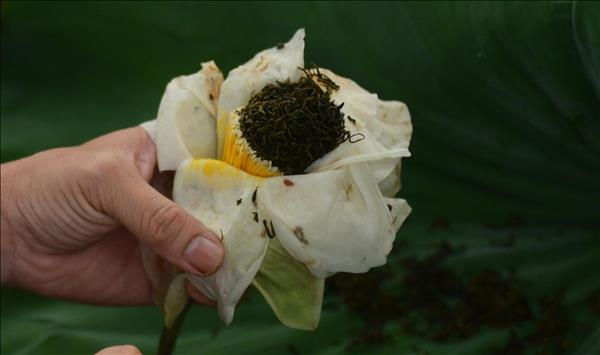 Trà sen xứ Huế