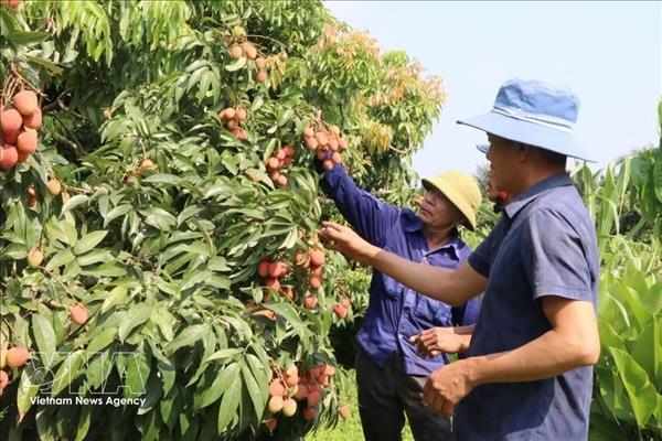 Bac Ninh sélectionne 36 vergers de litchis pour développer le tourisme expérientiel