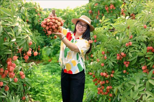 Bac Ninh promotes lychee tourism with 36 model orchards