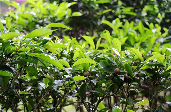 Cau Dat Tea Hill: A Destination of Scenic Green Landscapes and Rich Tea Culture