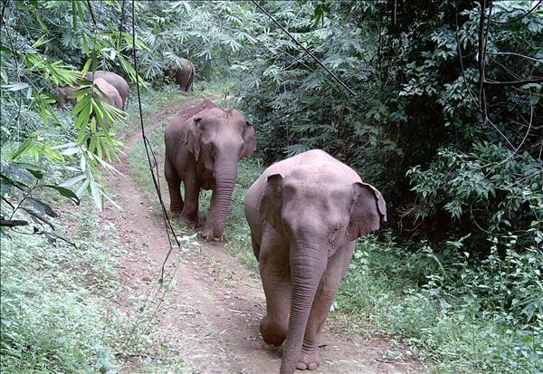 À Dak Lak, les soigneurs veillent sur les derniers éléphants domestiques du pays