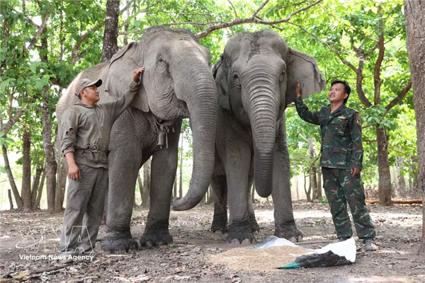 Cuidadores de elefantes en los bosques vietnamitas de Buon Don