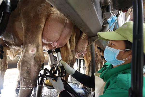 Lautonomie des matières premières, levier stratégique pour un développement durable de la filière laitière vietnamienne