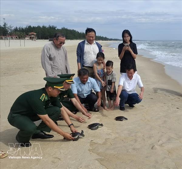 Quang Tri : trois tortues marines menacées relâchées dans leur milieu naturel