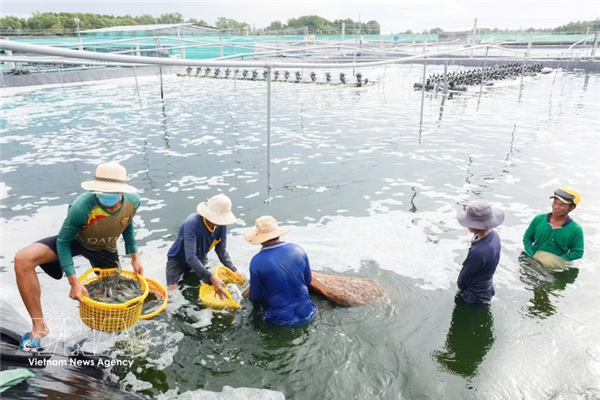 Industria camaronera vietnamita apuesta por calidad y tecnología para reforzar su competitividad