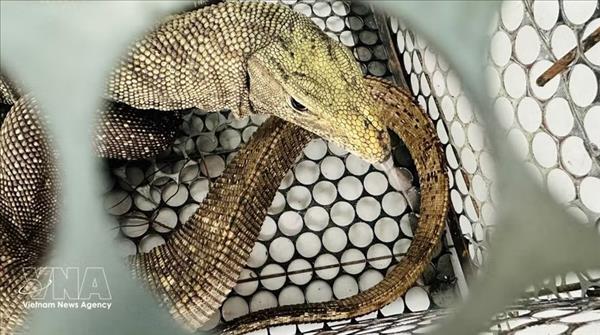 Quang Tri hands over rare clouded monitor to rescue centre