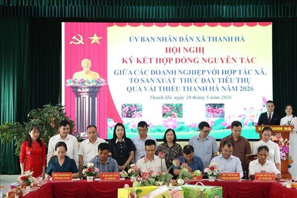 Hải Phòng xúc tiến thương mại tiêu thụ vải thiều năm 2026