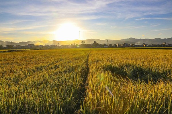 Peaceful golden harvest season in Muong Thanh, Dien Bien