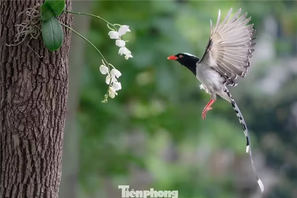 Quand les charmants oiseaux migrateurs égayent le ciel de Hanoi
