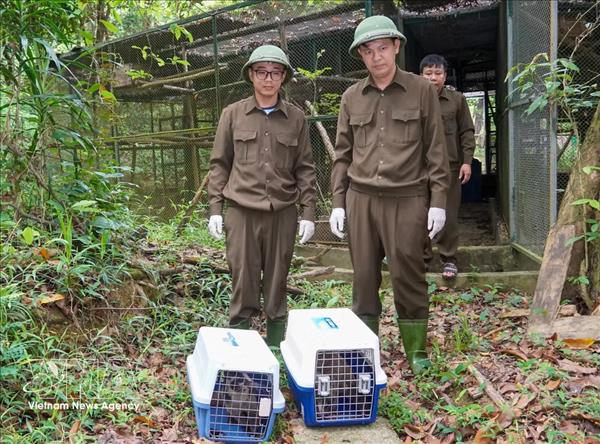 Quang Binh : treize animaux sauvages remis en liberté dans le parc de Phong Nha-Ke Bang