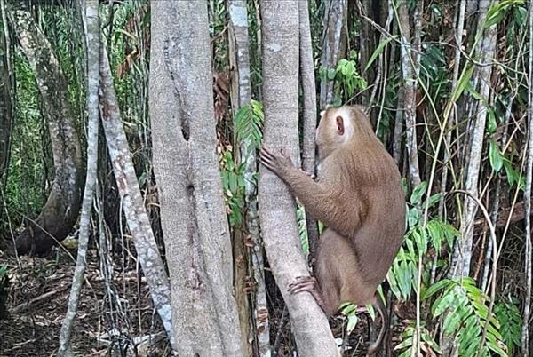 Endangered rhesus macaque released into U Minh Ha National Park