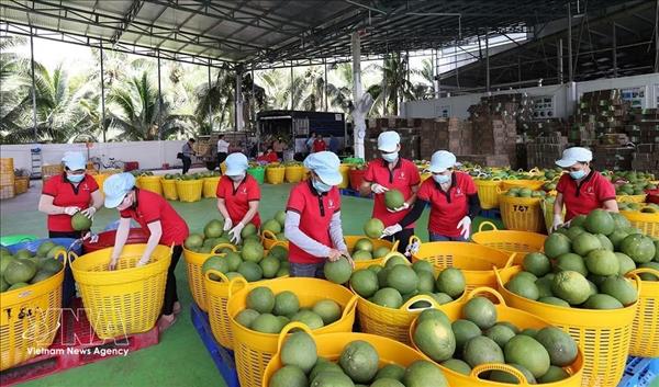 Les exportations de fruits et légumes en hausse de 16 % sur les cinq premiers mois