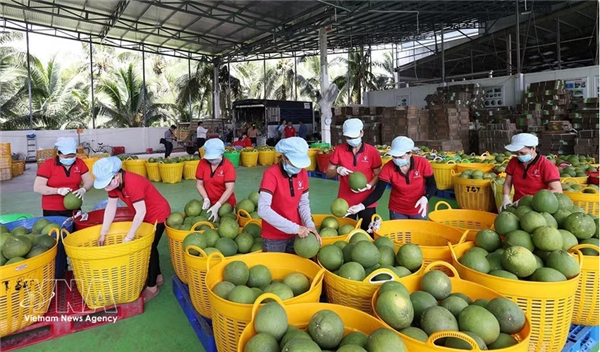Les exportations de fruits et légumes en hausse de 16 % sur les cinq premiers mois