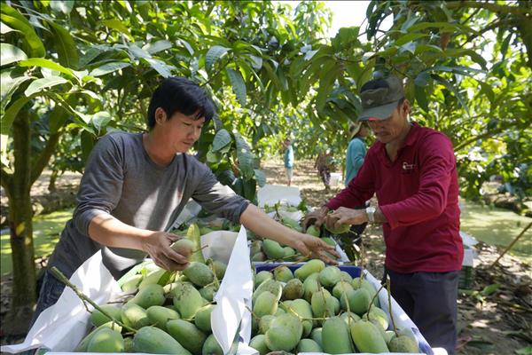 An Giang phát triển bền vững sản phẩm OCOP