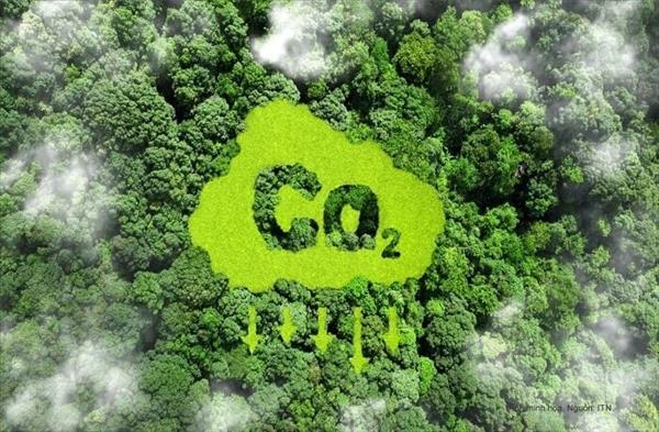 산림 탄소배출권, 거래소 및 계약을 통해서만 매매 가능
