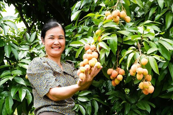Sweet start: Bac Ninh ships over 1,000 tonnes of early lychees overseas