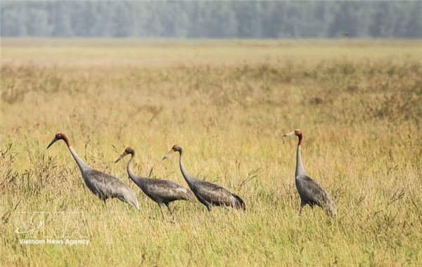 Vietnam restaura hábitat natural para conservar el grulla de cabeza roja