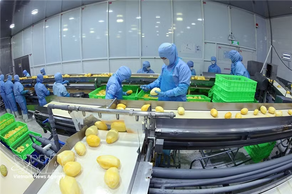 Numérisation : un atout clé pour les exportations agricoles vietnamiennes