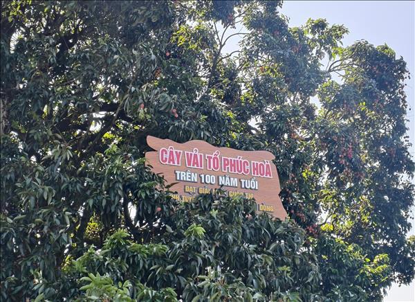 Chiêm ngưỡng cây vải tổ hơn 100 năm tuổi tại Bắc Ninh