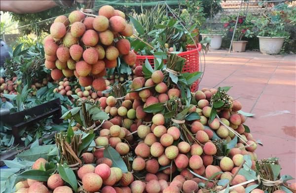 Early Lychee Harvest Begins in Bac Ninh