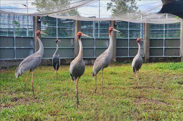 Dong Thap advances sarus crane conservation at Tram Chim National Park