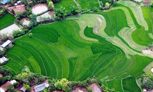 Đẹp nao lòng những cánh đồng lúa Sơn La