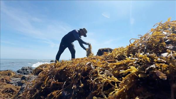 Strengthening Protection of Coastal Seaweed Ecosystems in Quang Ngai