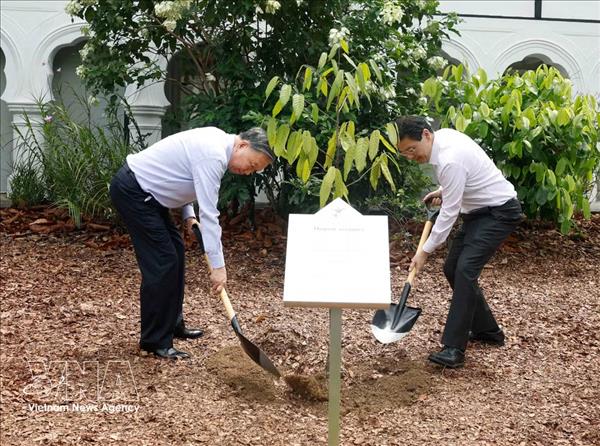 Tô Lâm et le Premier ministre Lawrence Wong plantent un arbre au Jardin botanique de Singapour