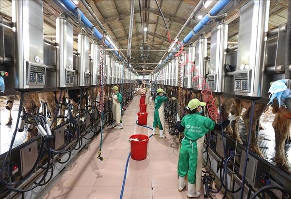 Le marché intérieur recèle un fort potentiel pour lindustrie laitière vietnamienne