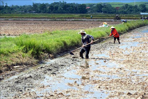 Chủ động sản xuất vụ Hè Thu trước thách thức thời tiết
