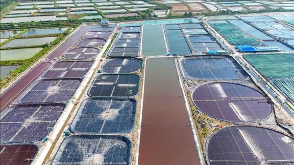 Vùng nuôi tôm siêu thâm canh 280 ha ở Cần Thơ