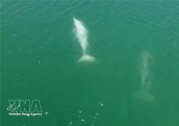 Des dauphins aperçus au large de lîle de Cai Chien