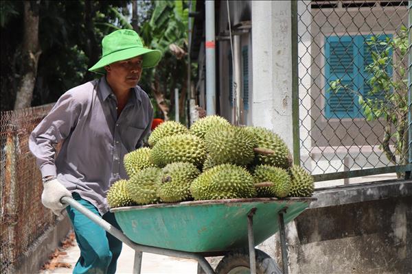 Vietnamese durian gains access to new markets