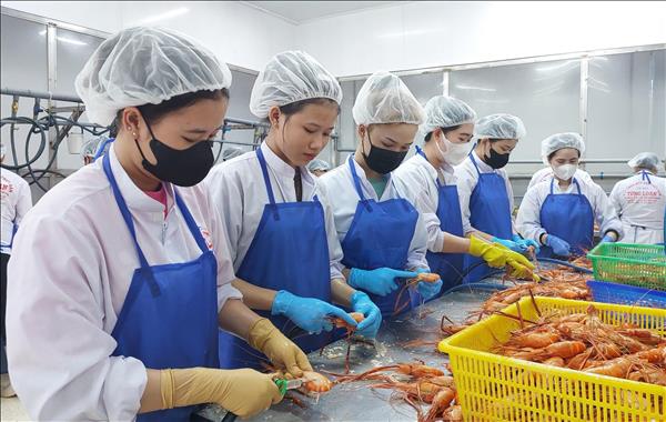 Nâng cao giá trị tôm càng xanh ở Cà Mau