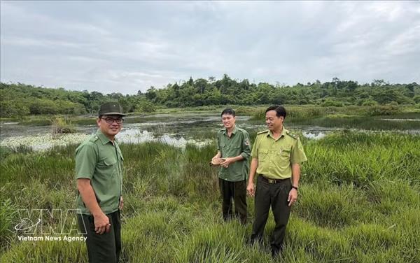 Rare elongated tortoise released into the wild in Dong Nai
