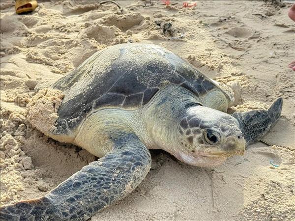 Rare sea turtle rescued, released back into the wild